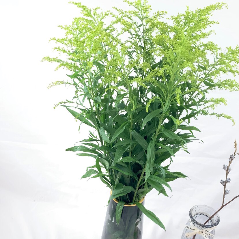 新鲜黄莺云南直发昆明速运配草家用卧室摆件花束节日祝福女神节花