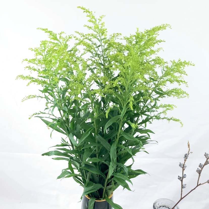 新鲜黄莺云南直发昆明速运配草家用卧室摆件花束节日祝福女神节花