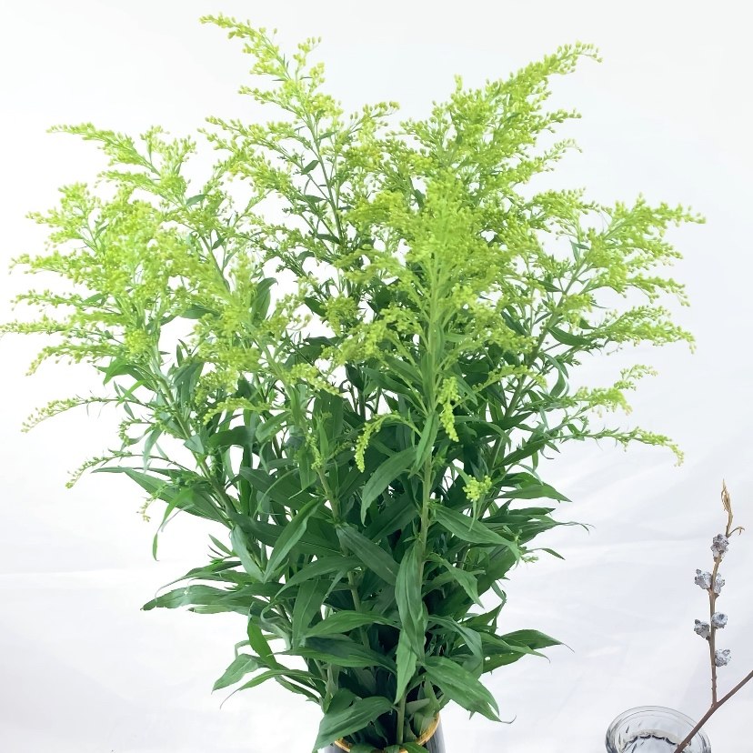 新鲜黄莺云南直发昆明速运配草家用卧室摆件花束节日祝福女神节花