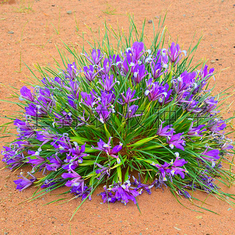 马莲马涝耐半斤性强适应性适应盐碱抗寒耐抗耐旱家庭园艺种子