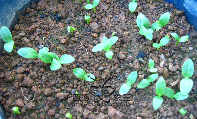 蔬菜种子阳台种菜盆栽地栽藤菜种籽大叶木耳家庭园艺种子