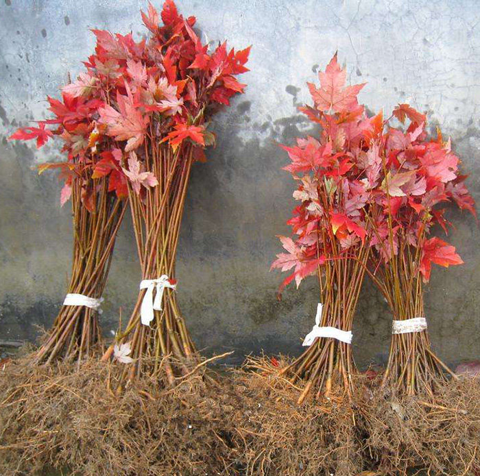 园林绿化苗美国红枫树苗美国红枫苗红枫小苗秋火焰红枫苗庭院植物