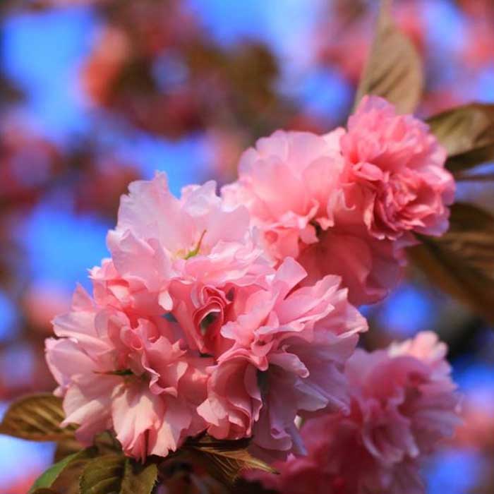 樱花树苗园林绿化行道八重红花花苗日本樱花树嫁接行道树
