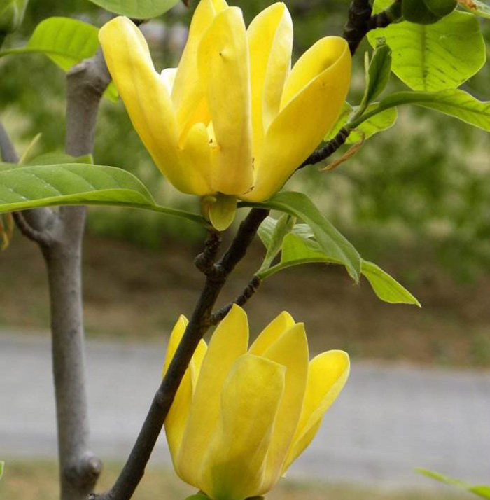 玉兰树苗园林绿化庭院植物玉兰树黄鸟行道行道树白玉兰行道树