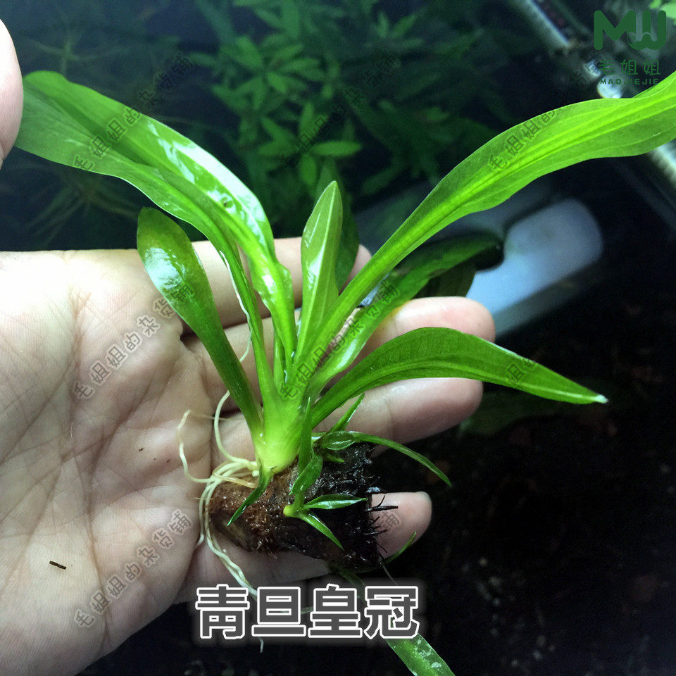 特价青旦红旦皇冠鱼缸水族箱鱼缸造景水草阴性草沉木后景造景水草