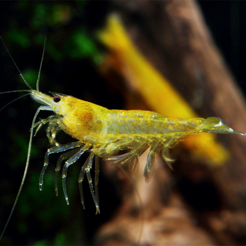 黄金米宠物草缸鱼缸基因虾金观赏活体黄米虾藻虾虾