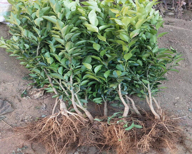 柑苗粑粑四川果树树苗芦柑苗沃春见橘子不知果树