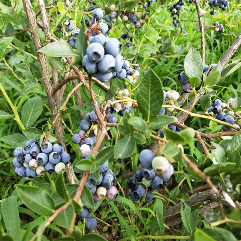 蓝莓北陆塞拉北方南方庭院阳台花卉水盆盆栽果树