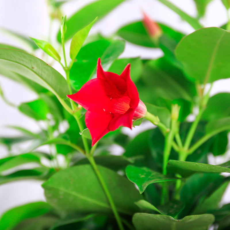 飘香藤花盆栽四季攀爬四季大叶盆栽植物室内好养攀爬花苗四季开花