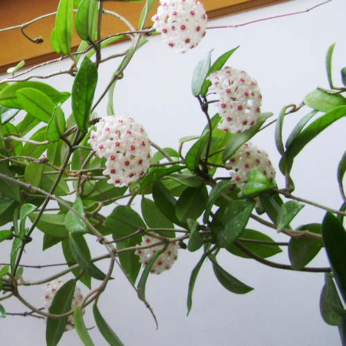 绿叶球兰花苗盆栽室内爬藤攀援芳香花卉绿植球形观花好养花卉植物