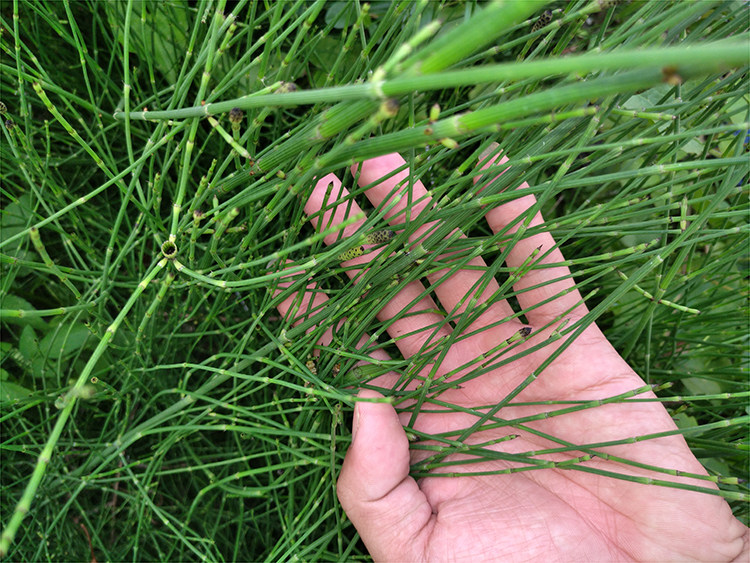 农家新鲜现采野生驳骨草清热节节草 推荐