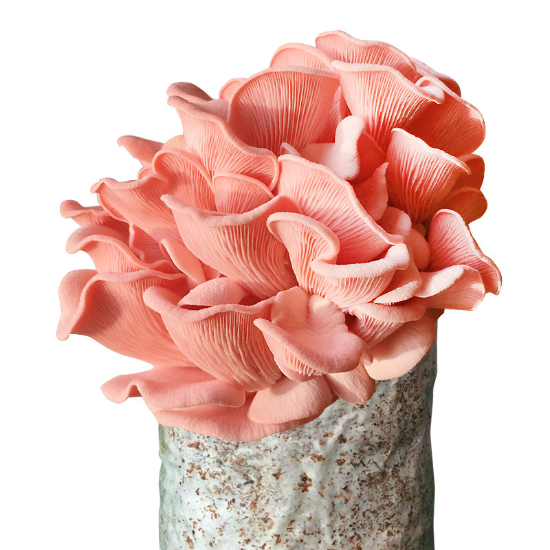 蘑菇红平食用菌菌种菌包红蘑菇食用多肉植物阳台食用菌菌种