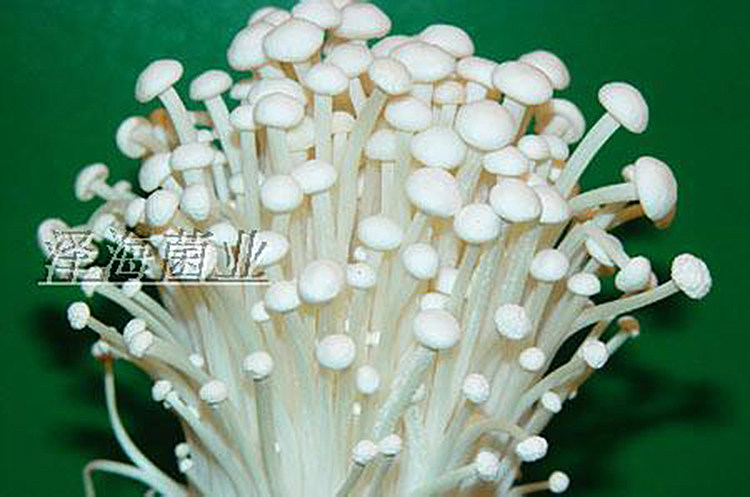 食用菌白金针菇颗粒种黄金针菇菌种二级种原种栽培种枝条种