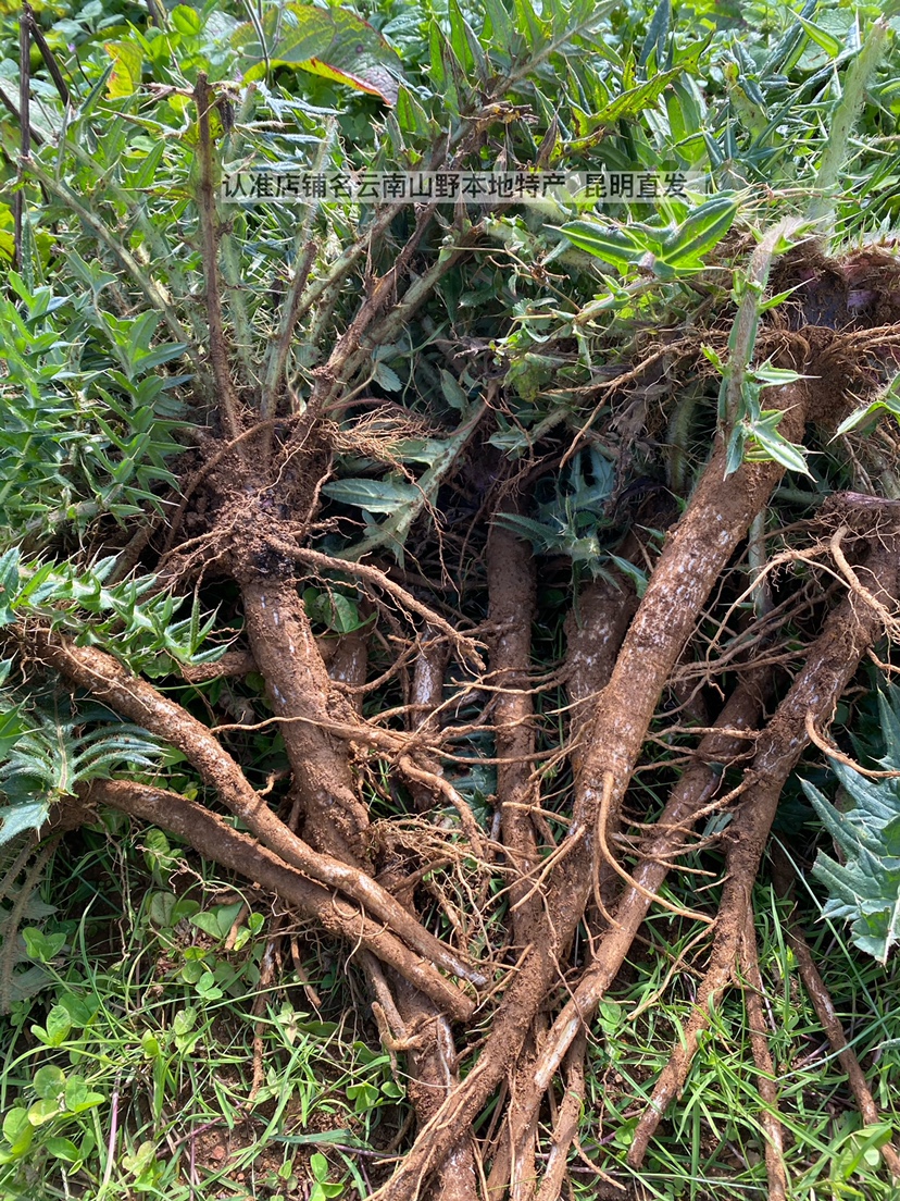 云南纯野生大蓟根马刺根刺萝卜恶鸡婆自生自长现挖现发一斤包邮