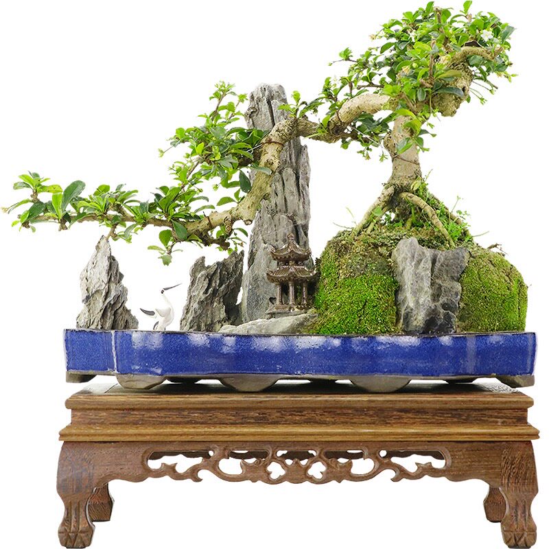 青龙石造景石假山天然石头树抱石附树石盆景摆件造景