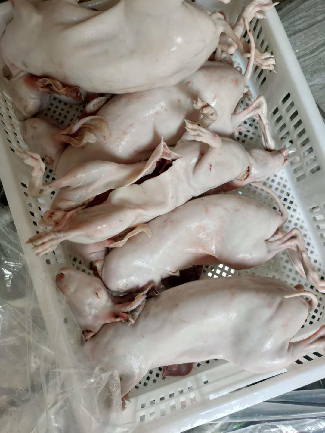 兔肉现杀带皮新鲜活鲜活兔子肉现杀整只4.7--5.2斤顺丰其它生肉制品