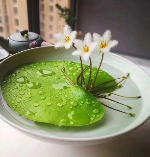 开花新疆包邮四季一叶莲水培莲花卉室内水生花卉
