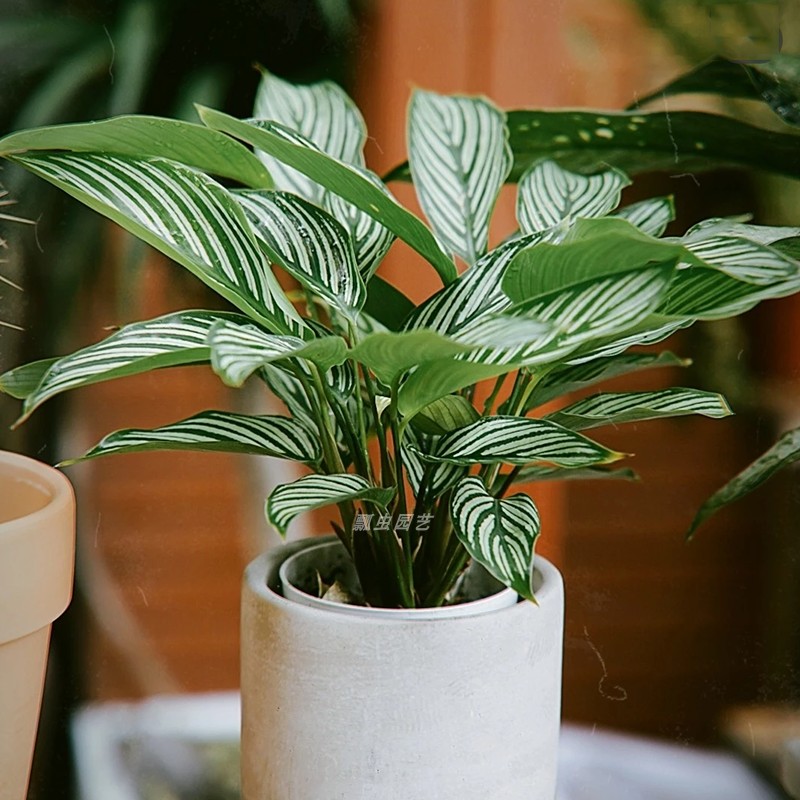 绿植盆栽我是欧美室外小盆办公室植物纹竹叶植物绿植