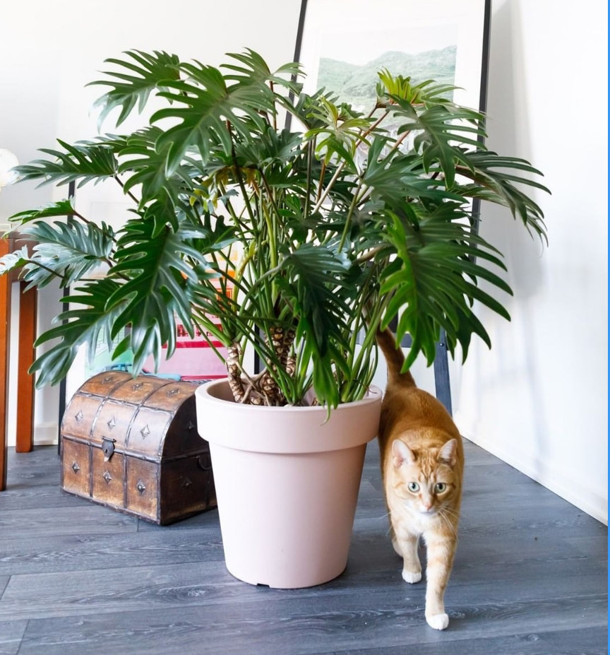 春羽盆栽春雨龙鳞室内办公室客厅书房大型观叶绿植绿植