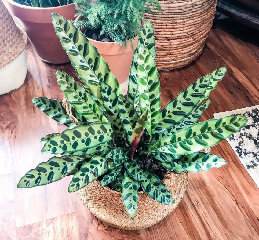 豹纹网红室内叶室内紫背观ins北欧猫眼绿植盆栽绿植