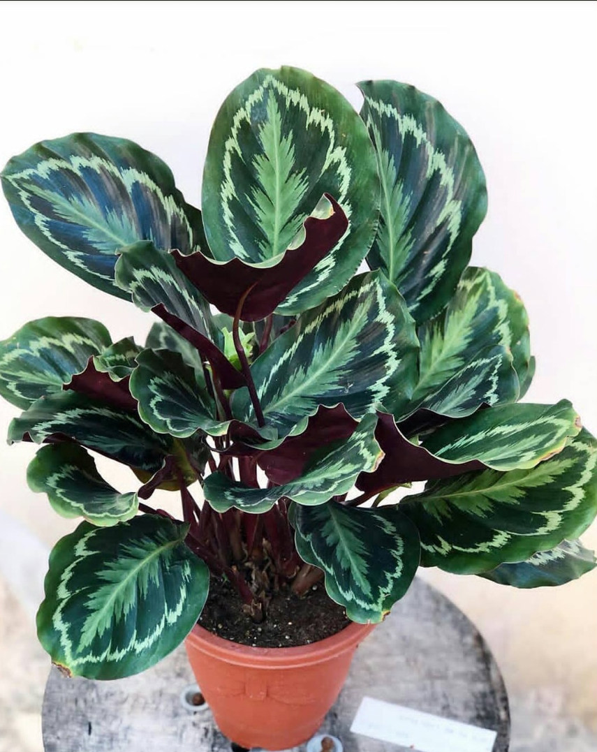 彩虹绿植叶片大叶办公植物竹芋叶植物室内观丽竹绿植