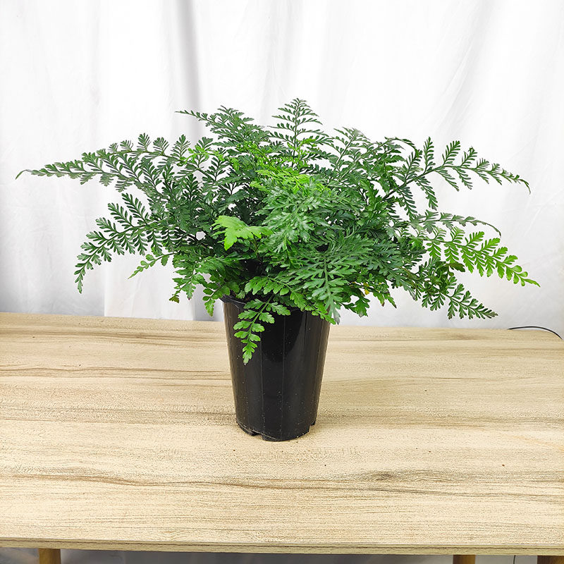 吉姆蕨长叶肾蕨波斯顿进口澳洲宝石网红绿植室内绿植