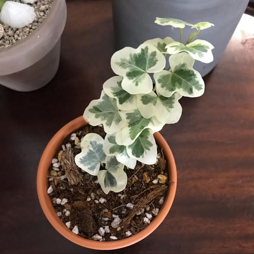 绿植日本雪莹花叶常春藤稀有品种网红ins爬藤绿植