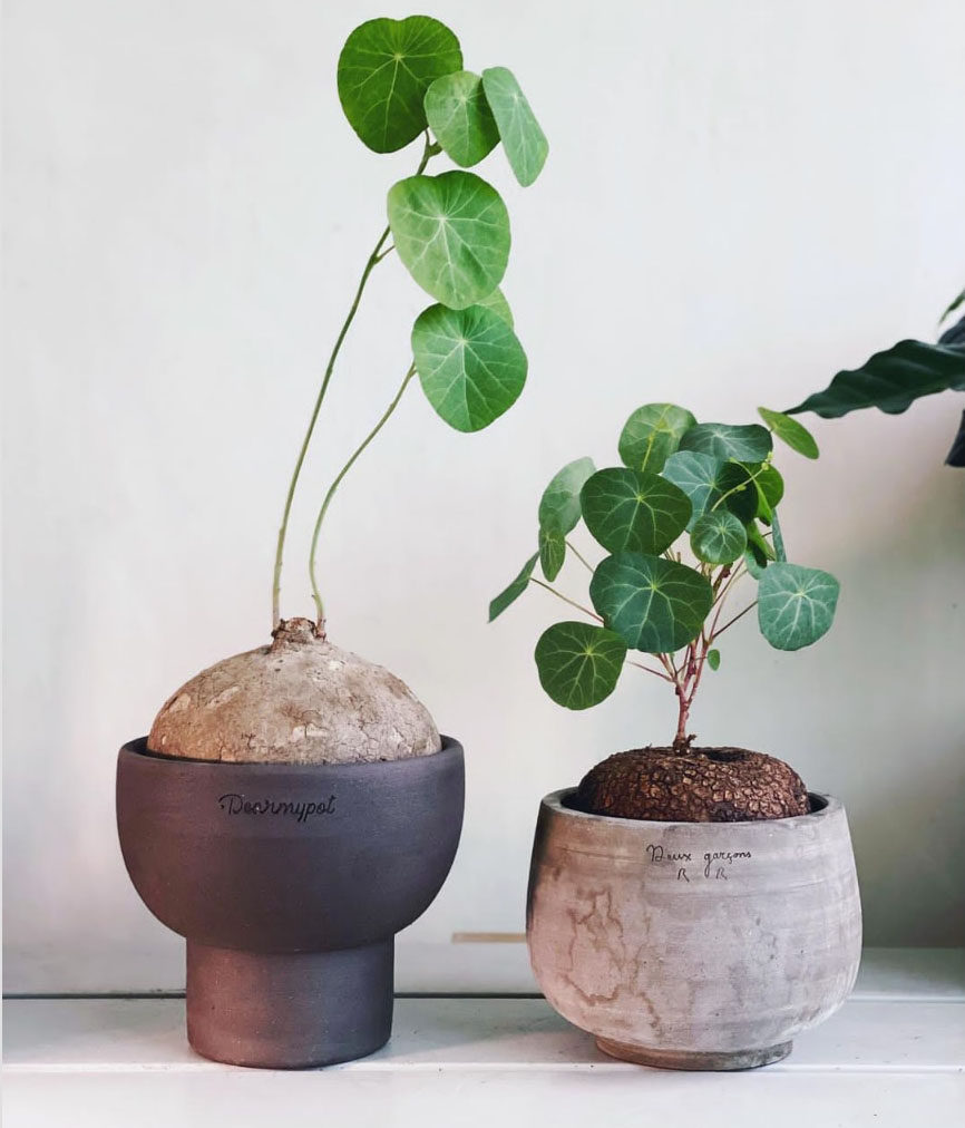 盆栽泰国山乌龟耐阴植物圆叶根金不换爬藤室内藤蔓绿植