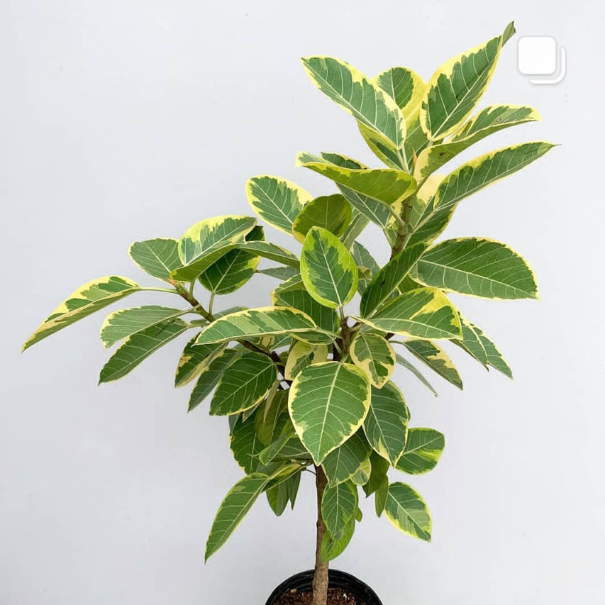 青叶橡皮树黄金榕高山高山榕榕树花叶富贵榕北大型绿植