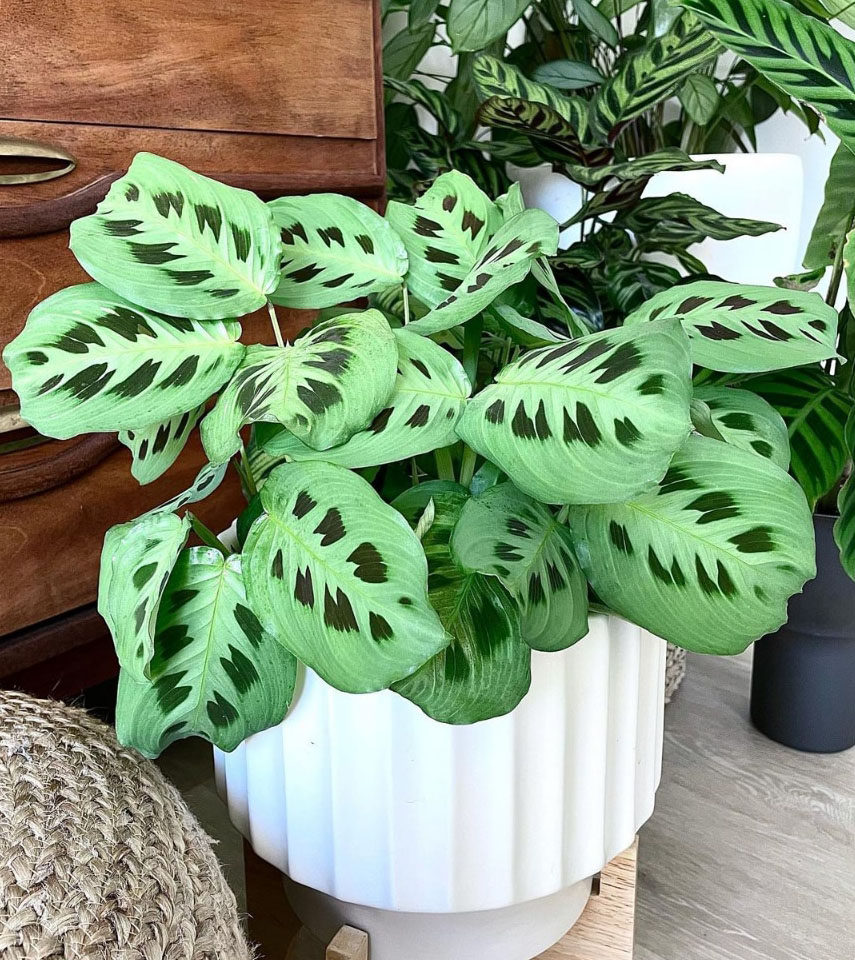 斑竹豹纹竹芋marantakerchoveana进口室内网红绿植盆栽绿植