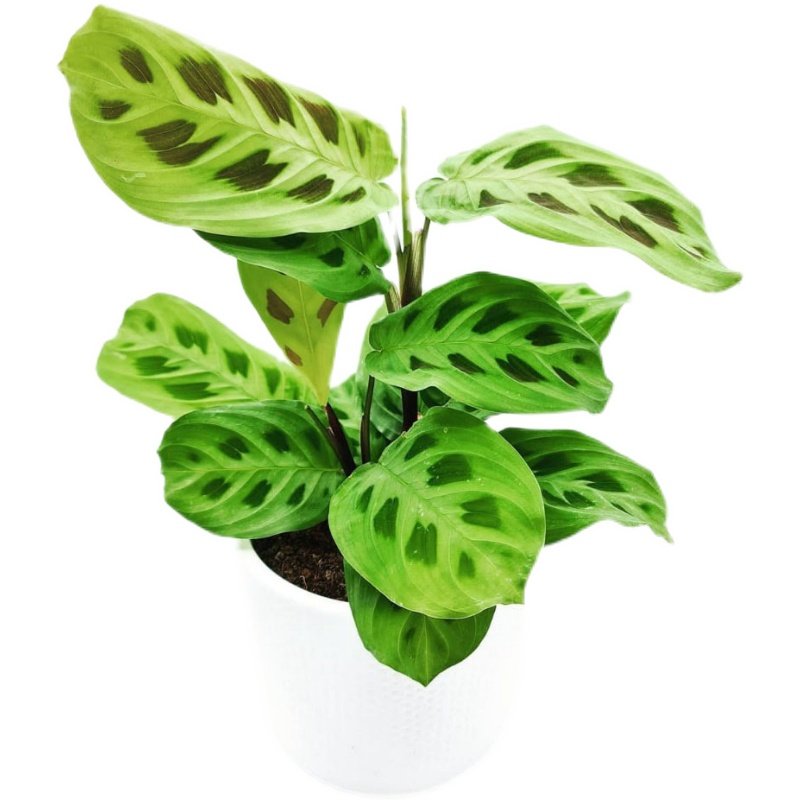 斑竹豹纹竹芋marantakerchoveana进口室内网红绿植盆栽绿植