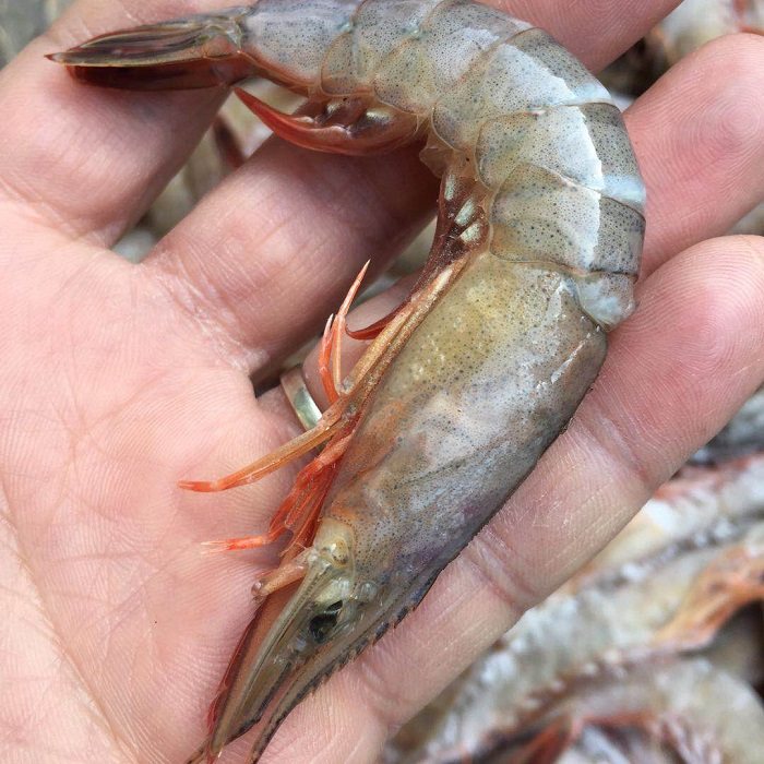 舟山水产东海海大虾船冻粉壳滑皮硬壳条虾剑江浙沪冻虾