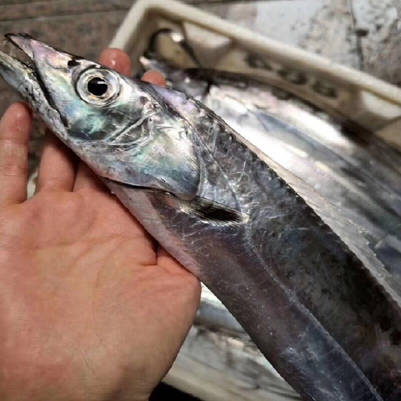 带鱼舟山水产海鲜东海海钓不锈钢500克一份152斤带鱼