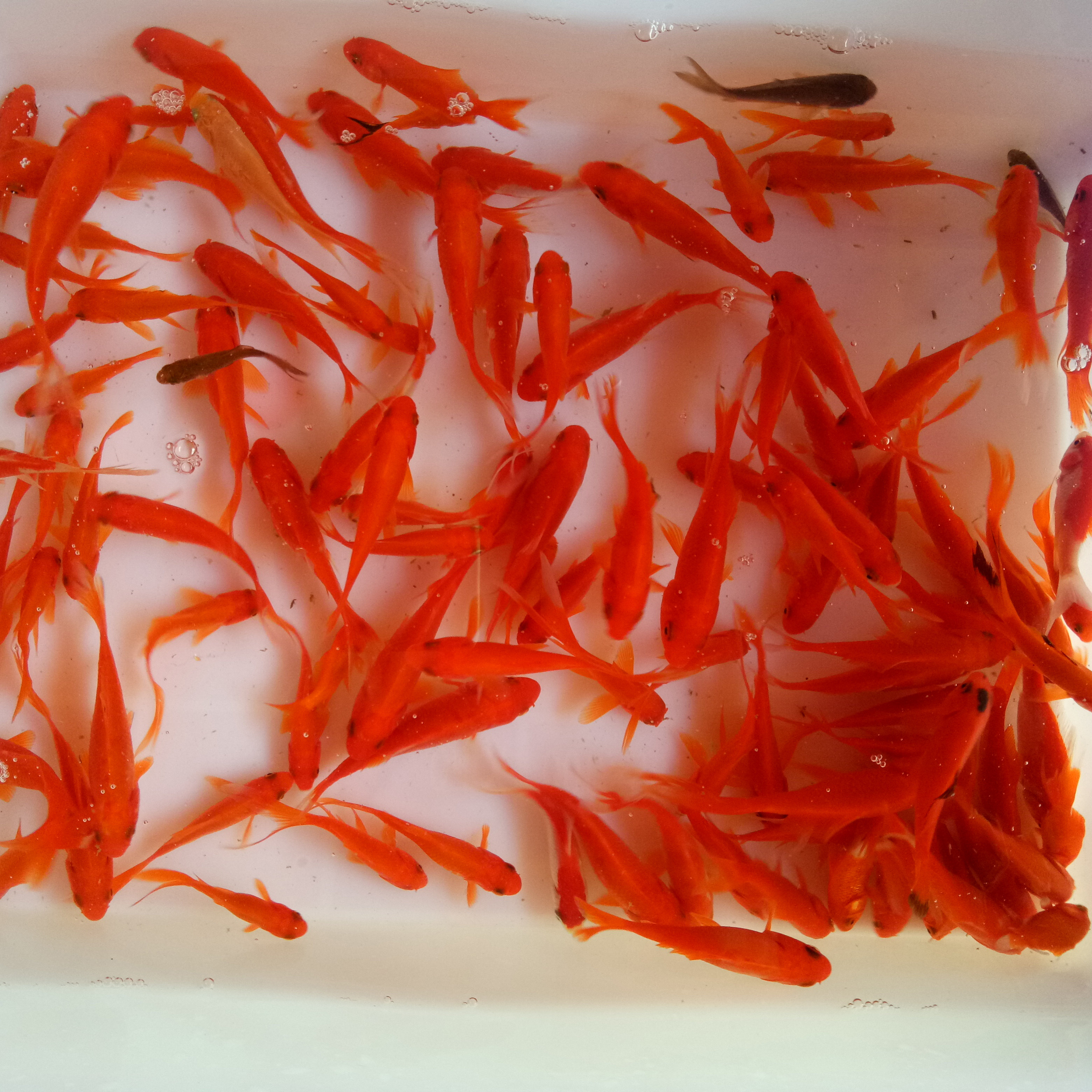 活体闯缸练手观赏观赏鱼鱼草金鱼小红鱼锦鲤鱼苗鱼