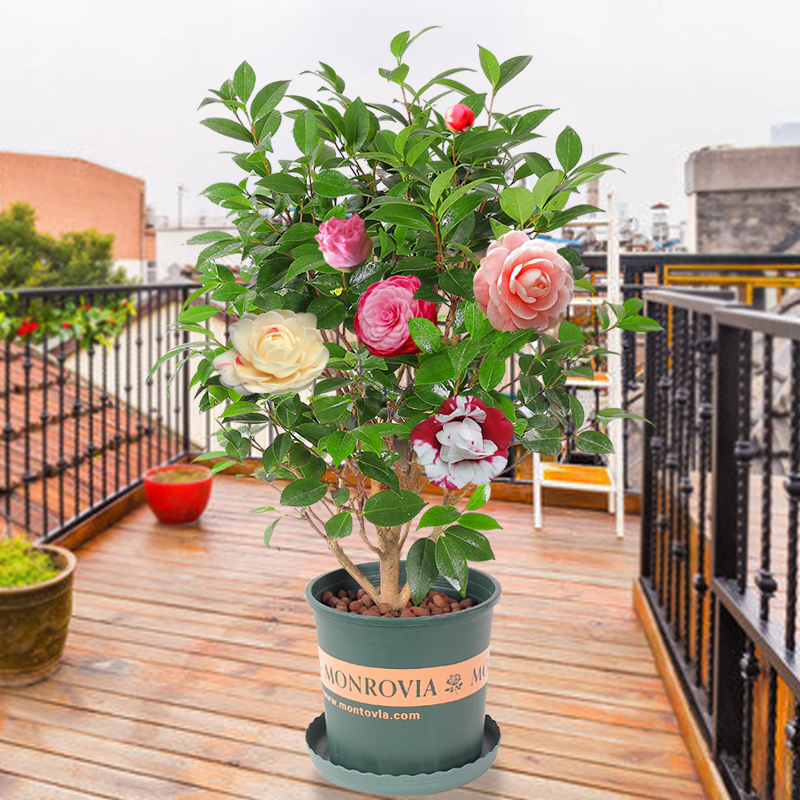 香妃山茶花盆栽树苗花苞烈香花卉植物室内四季绿植