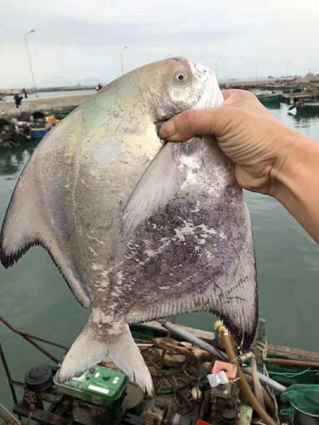 东山岛野生海鲜 斗鲳 中华鲳 中国鲳 比白鲳鱼好 高规格鱼类
