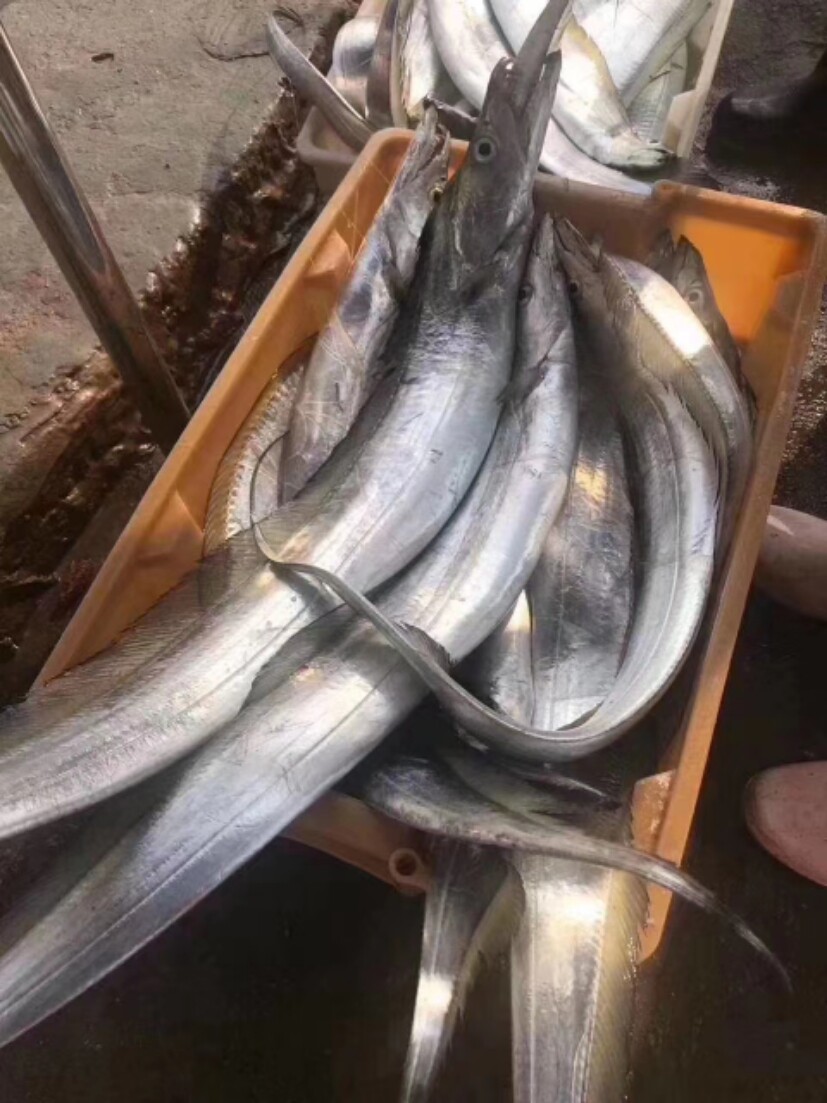 福建连江特大特级带鱼新鲜东海整条刀鱼海鲜带鱼