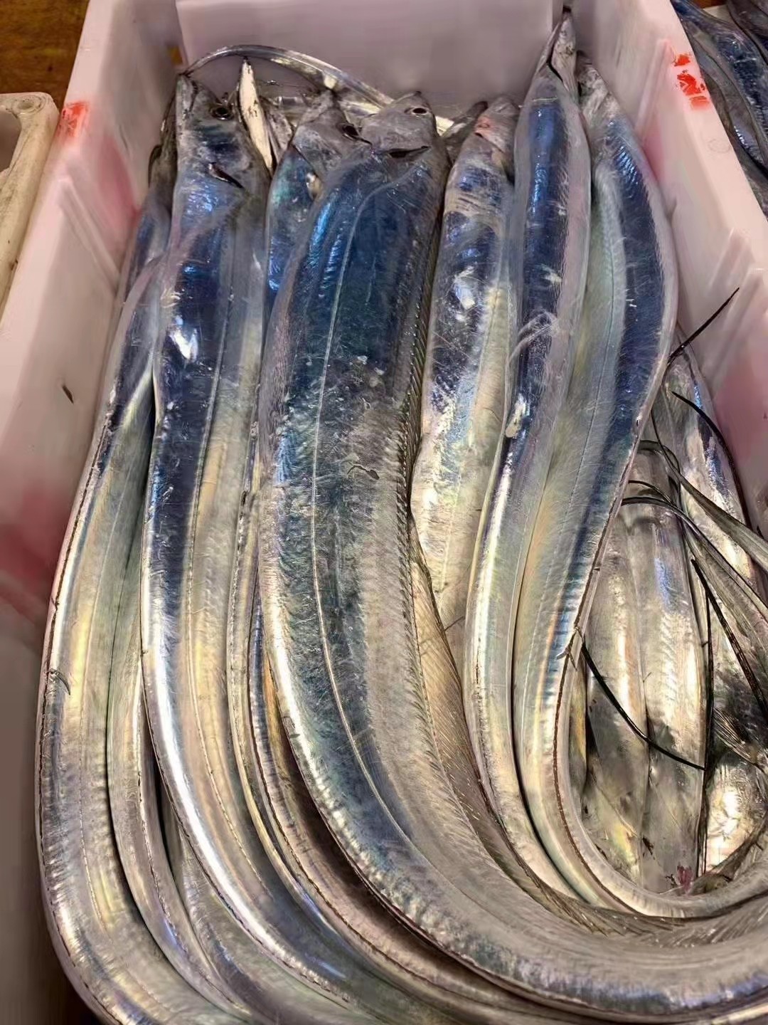 带鱼特大号海钓福建连江新鲜东海整条刀鱼海鲜带鱼