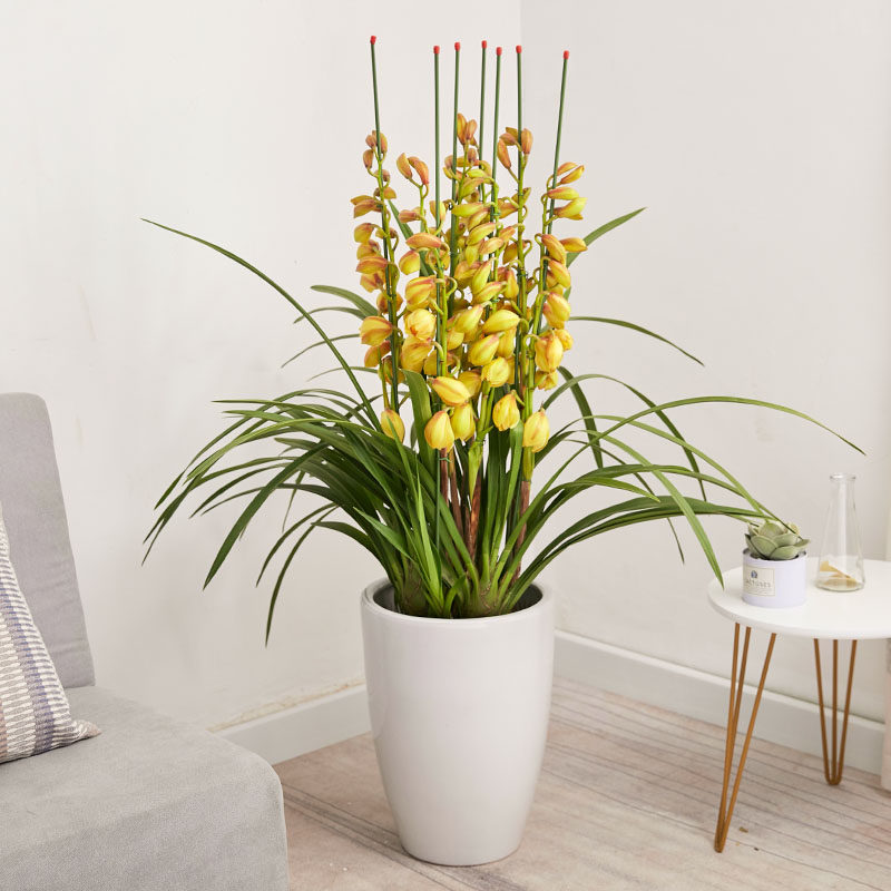 年宵花卉大花蕙兰开花小花盆栽室内客厅乔迁时令草本花卉