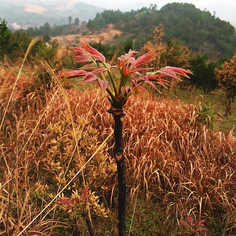 野生红香椿芽500g新鲜现摘现发头茬香椿嫩苗湖南农家时令野蔬菜