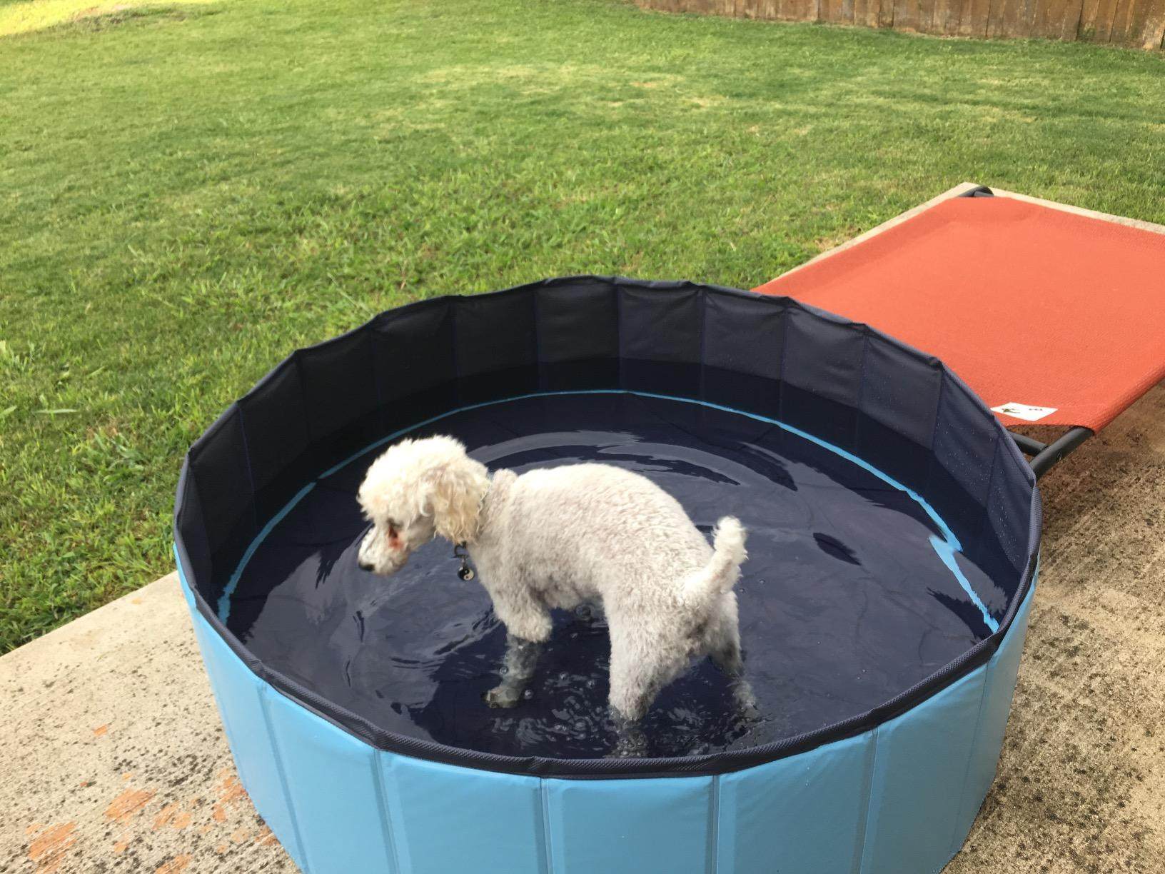 海盗狗狗洗澡盆宠物泰迪可折叠游泳池金毛大中小型犬浴缸大浴盆