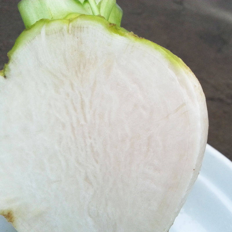 蔓菁圆菜头新鲜大头菜芜菁恰玛古蔓诸葛菜农家种植其它