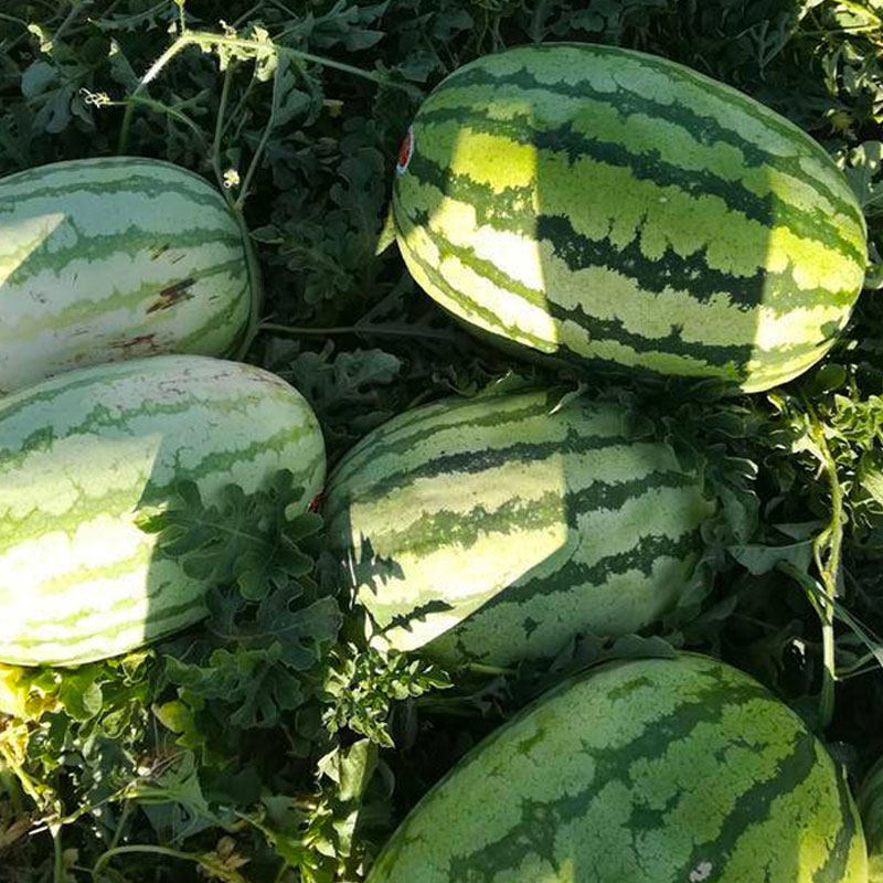 懒汉西瓜绿帝汉王种籽特大巨型种子南方阳台家庭园艺种子