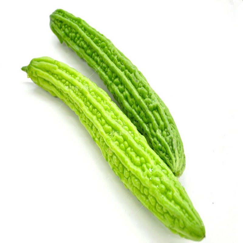 油绿厚肉长绿苦瓜种籽凉瓜大田盆栽庭院爬藤家庭园艺种子
