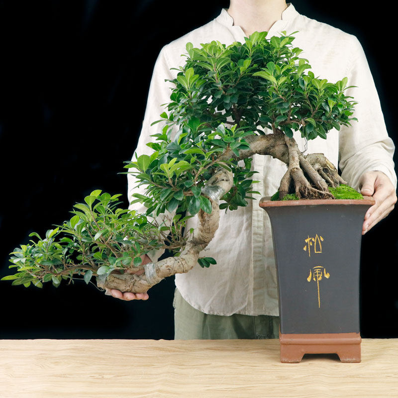 大型悬崖榕树老桩盆景办公前台绿植客厅风水盆栽四季常青庭院盆景