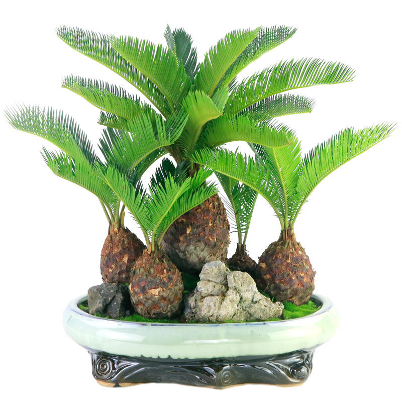 盆景大盆铁树盆栽庭院办公室客厅绿植四季常青绿植