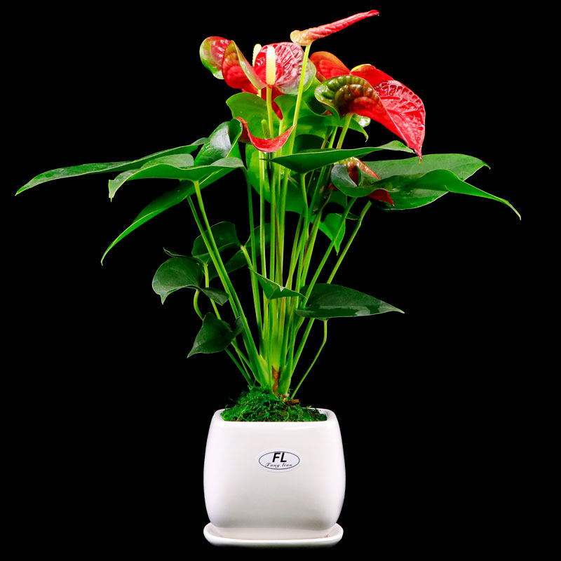 红掌组合盆景室内花卉绿植鸿运当头四季开花桌面花卉