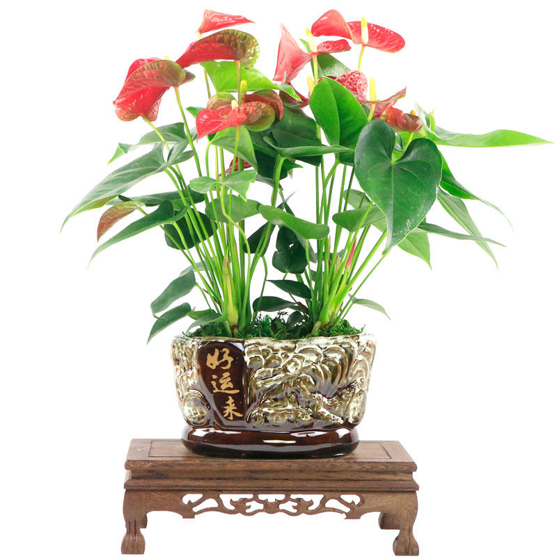 室内盆栽花卉大全图片(室内盆栽什么植物最好图片)