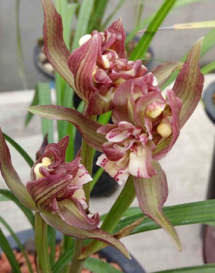 包邮之冠园艺花卉园花卉绿植浓香美丽四川春剑时令草本花卉