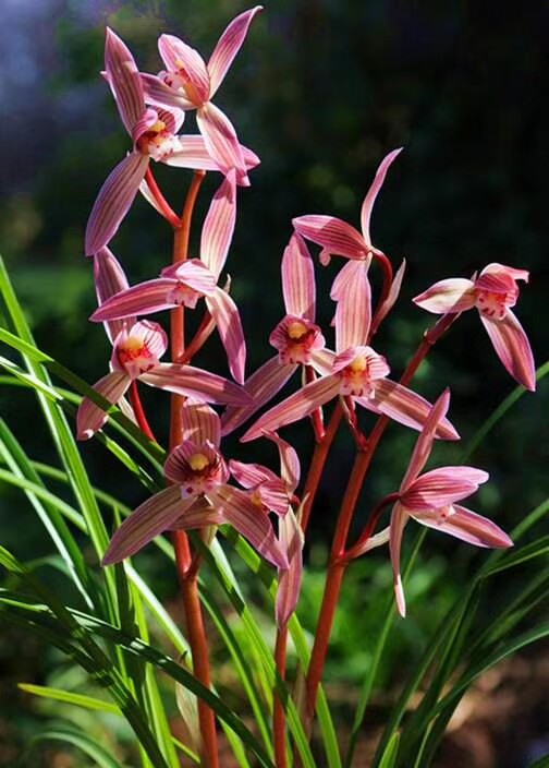 花卉阳台客厅名品兰花云南莲瓣映山红浓香绿植时令草本花卉